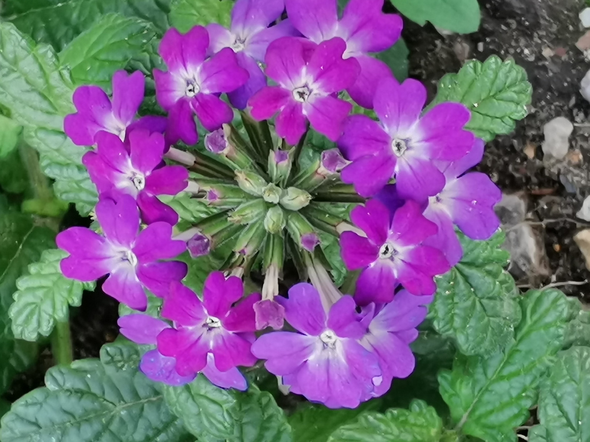 Галактический интернет похож на цветок, в котором каждый лепесток есть отдельный экран.