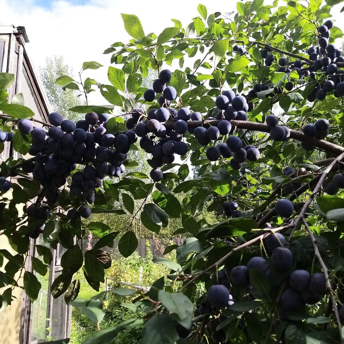 Фото ученицы Фруктового курса 