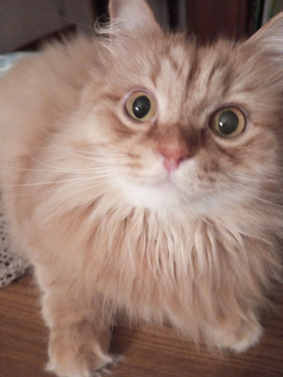 "Я вас внимательно слушаю!"