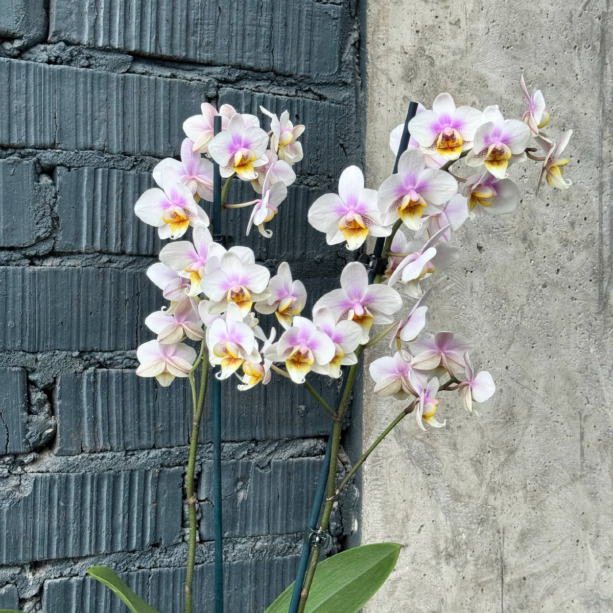 Растения на день учителя