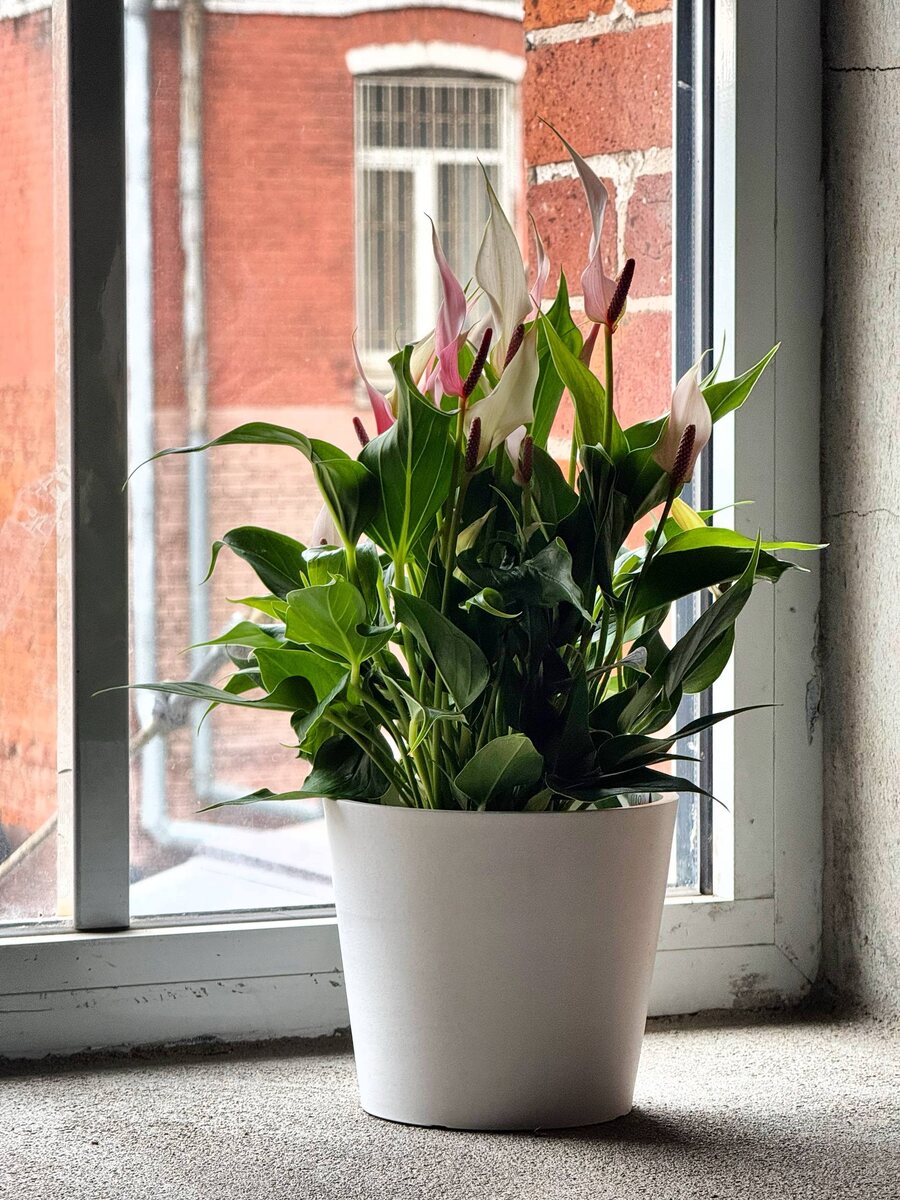 Идея для подарка на день учителя