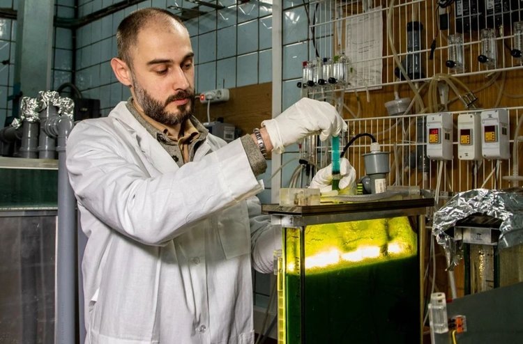 Давид Габриелян, автор работы, к.т.н., заведующий лабораторией биотехнологии микроводорослей ИФР РАН за взятием проб из фотобиореактора. Источник: Давид Габриелян.📷    Российские ученые предложили 2 новых штамма зеленых микроводорослей для продуктов, кормов и экоматериалов
