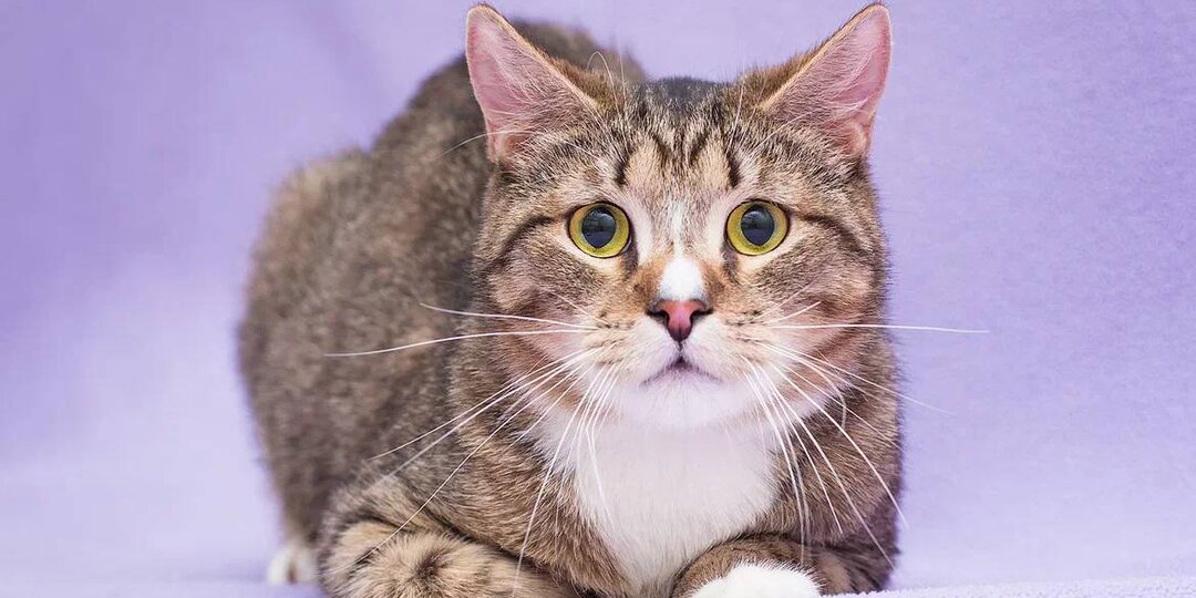 Симбу и его братьев в коробке выкинули на улицу😔 Братья уже дома, а Симба всё еще ждёт. Поможем ему❓🙏