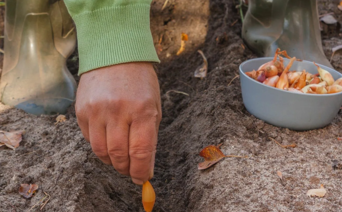 Когда и как сажать лук осенью