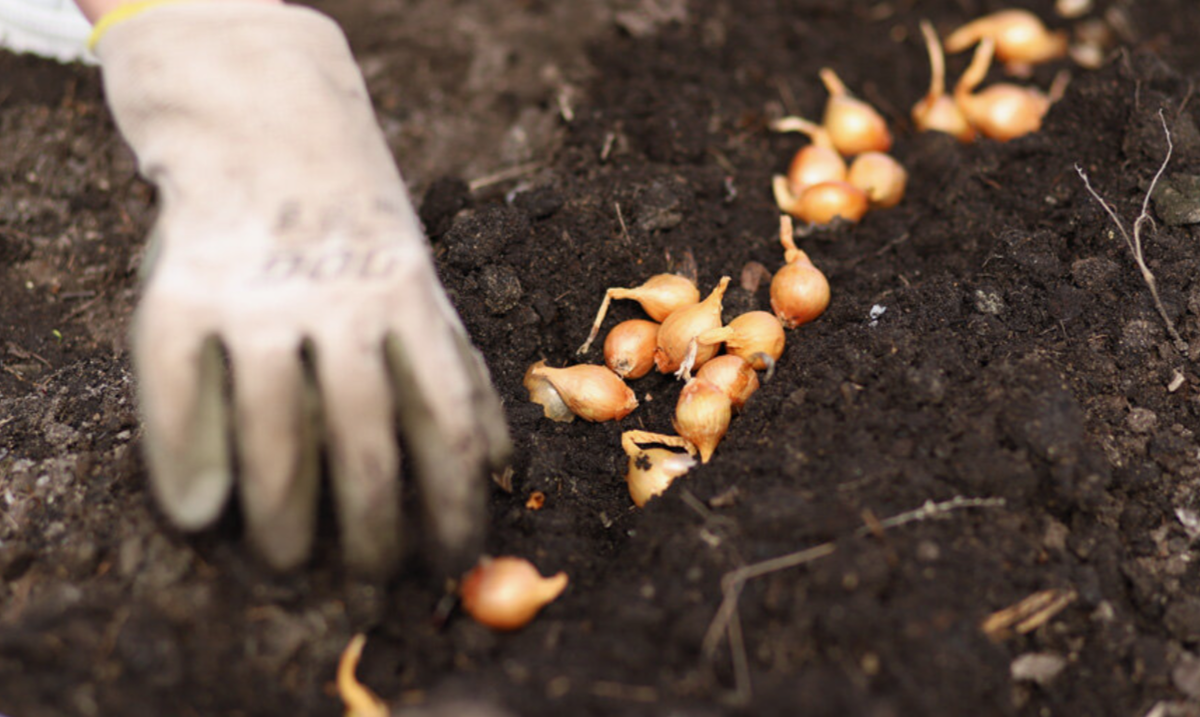 После того как посадил лук-севок без обработки.
Просто высыпал в землю — «авось переживёт»