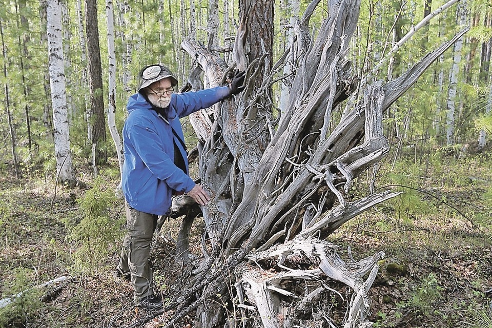    До сих пор в тайге можно найти деревья, вырванные таинственным взрывом 1908 года. Евгений САЗОНОВ
