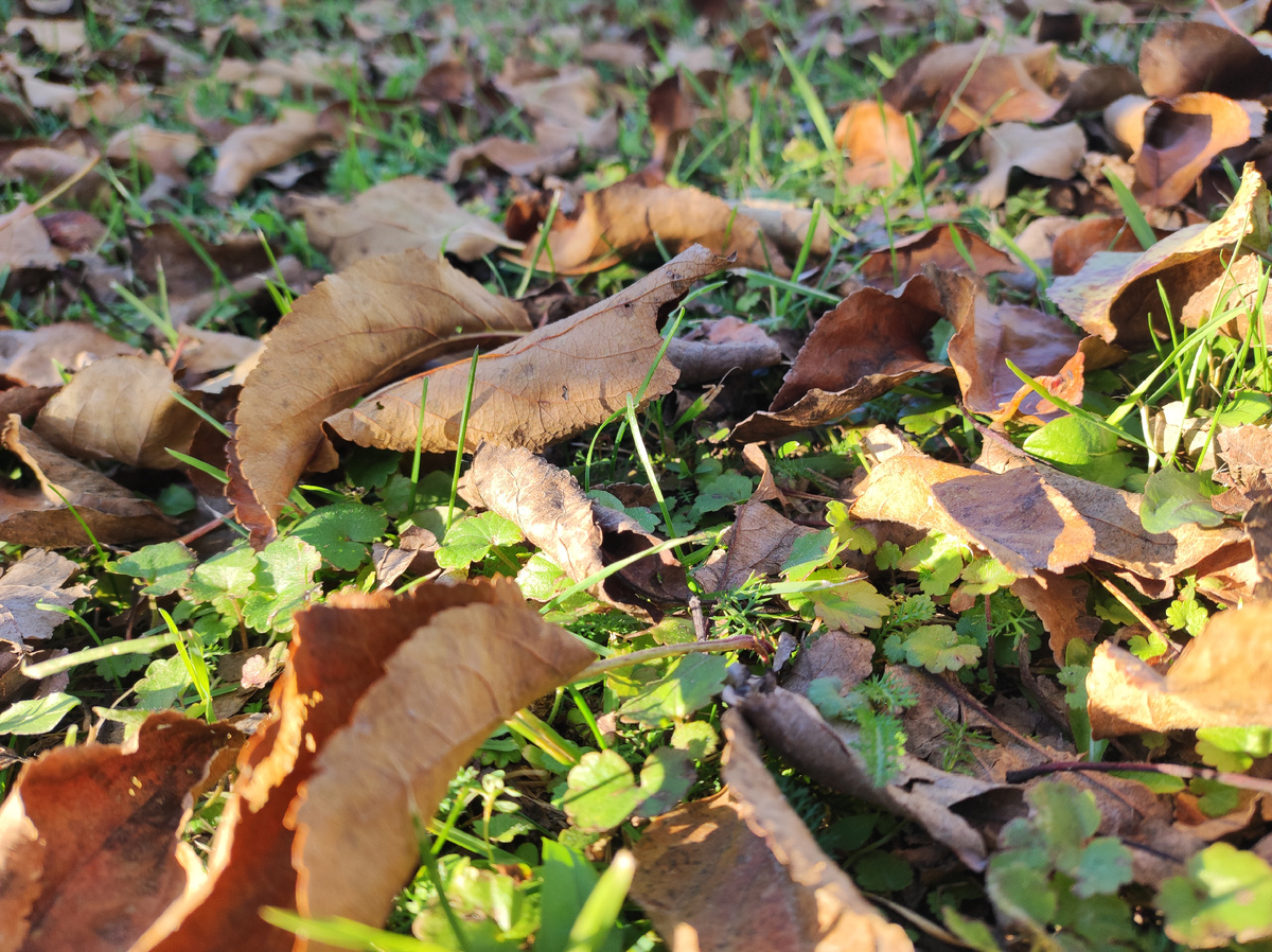 Фото автора, листопад, октябрь 2025 года