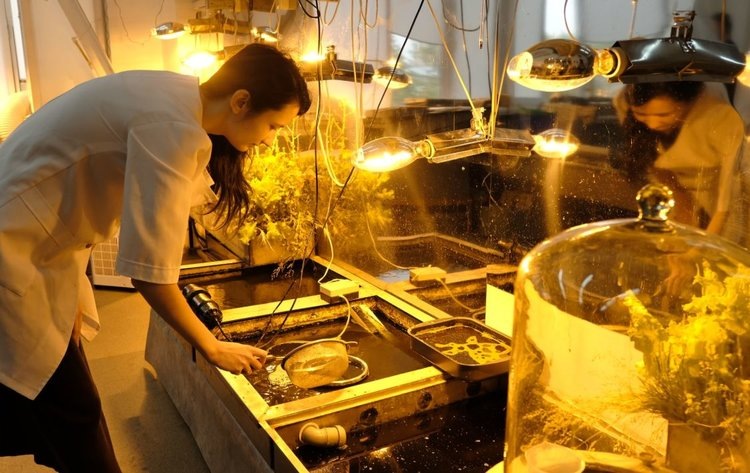    Фото: ФИЦ Красноярский научный центр СО РАН