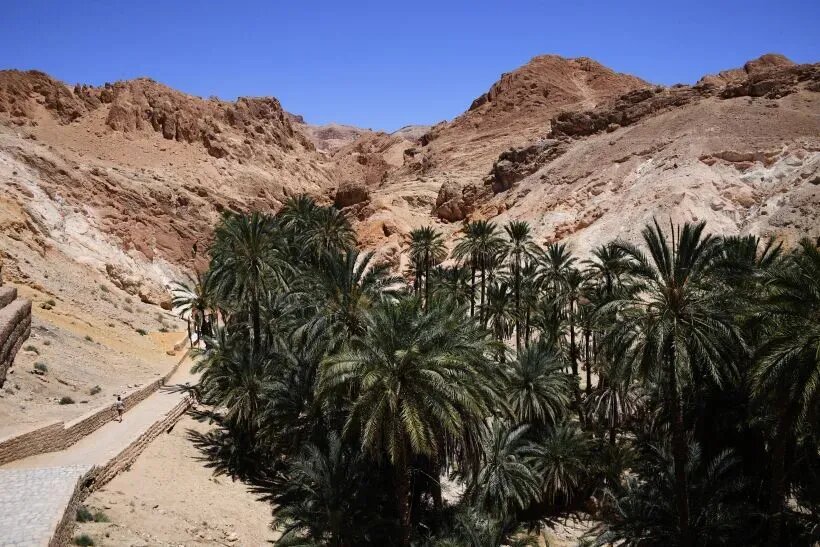  Месопотамия — родина финиковой пальмы, где культуру выращивали еще за 4 тыс. лет до нашей эры   © РИА Новости. Наталья Селиверстова