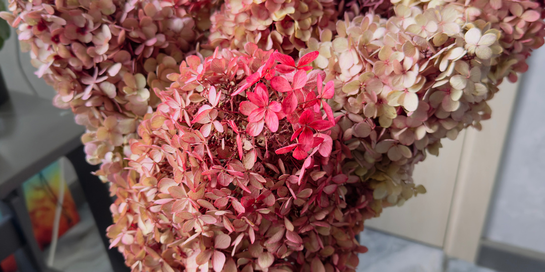 Как превратить гортензию в изысканный сухоцвет: Подробное руководство.