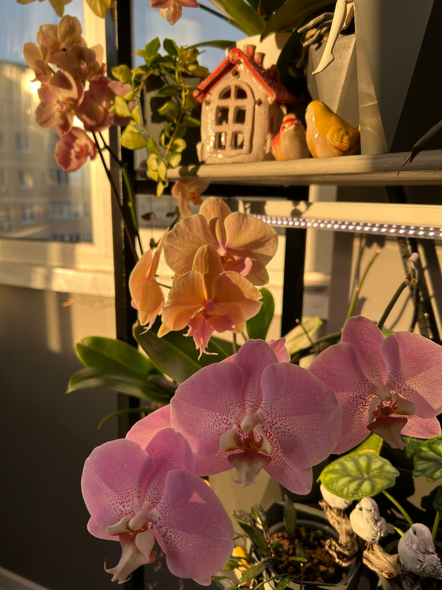 Цветы вызывают положительные эмоции и гормон радости 