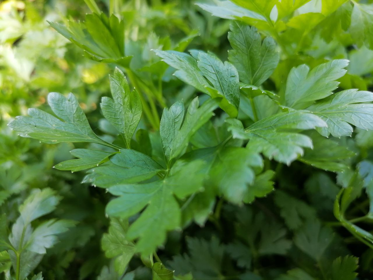 Петрушка, фото автора