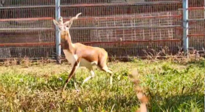 Иллюстрация: Ростовский зоопарк