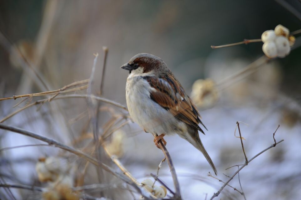    Воробей на ветке / Медиасток.рф