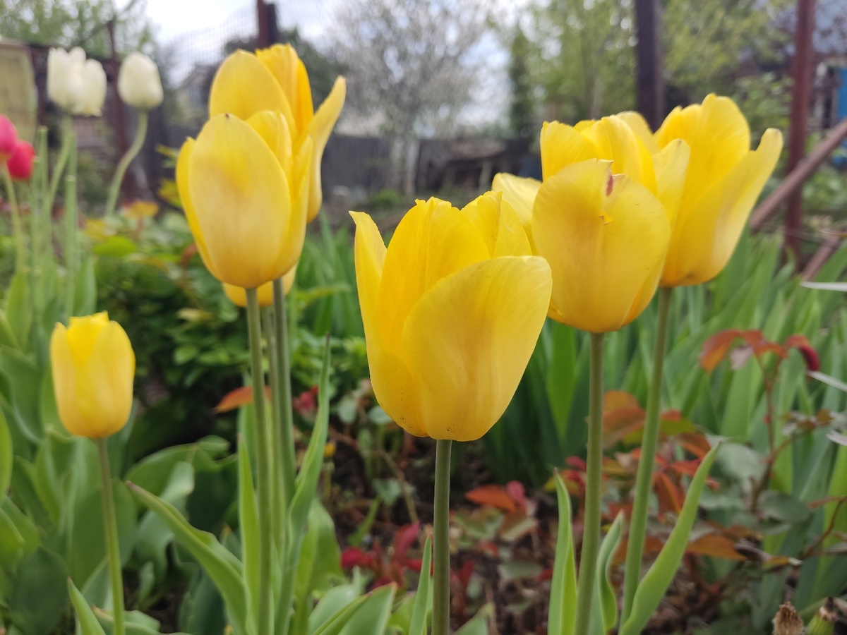 ..И желтые тюльпаны