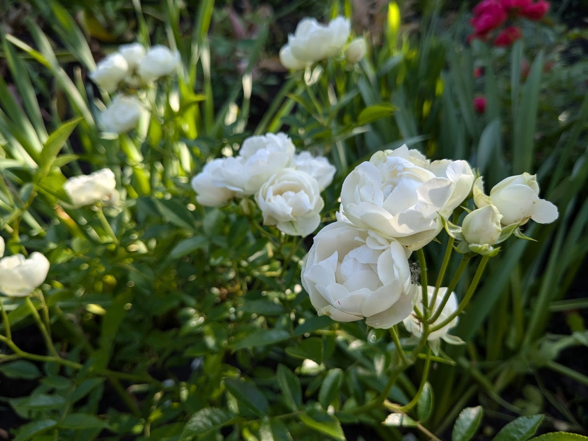 Ах, эти белые розы...