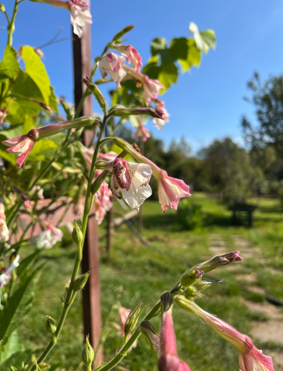 Табак душистый