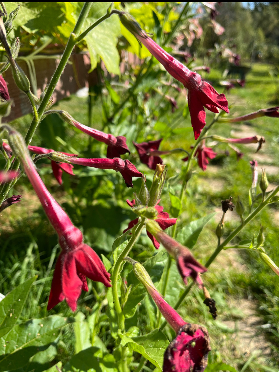 табак душистый "Ночной костер"