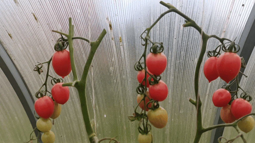 Малиновое пламя