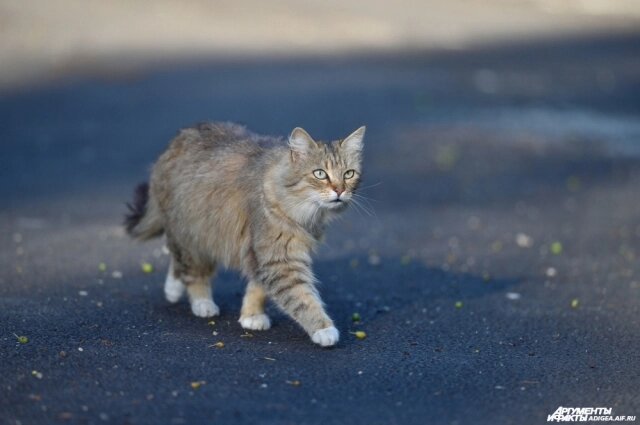    Фото: АиФ/ Фото Алексея Гусева. Женщина, устроившая драку из-за сбежавшего питомца, так и не объяснила, почему в исчезновении котенка виновата пожилая соседка.