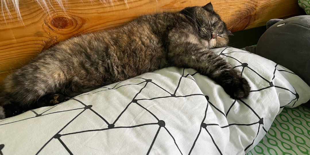 Почему ваша кошка должна спать отдельно. Чем может обернуться сон с питомцем