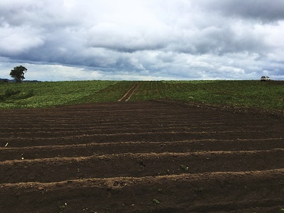    поле чернозема // фото: freepik.com