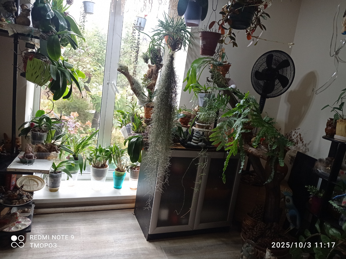 часть домашнего садика