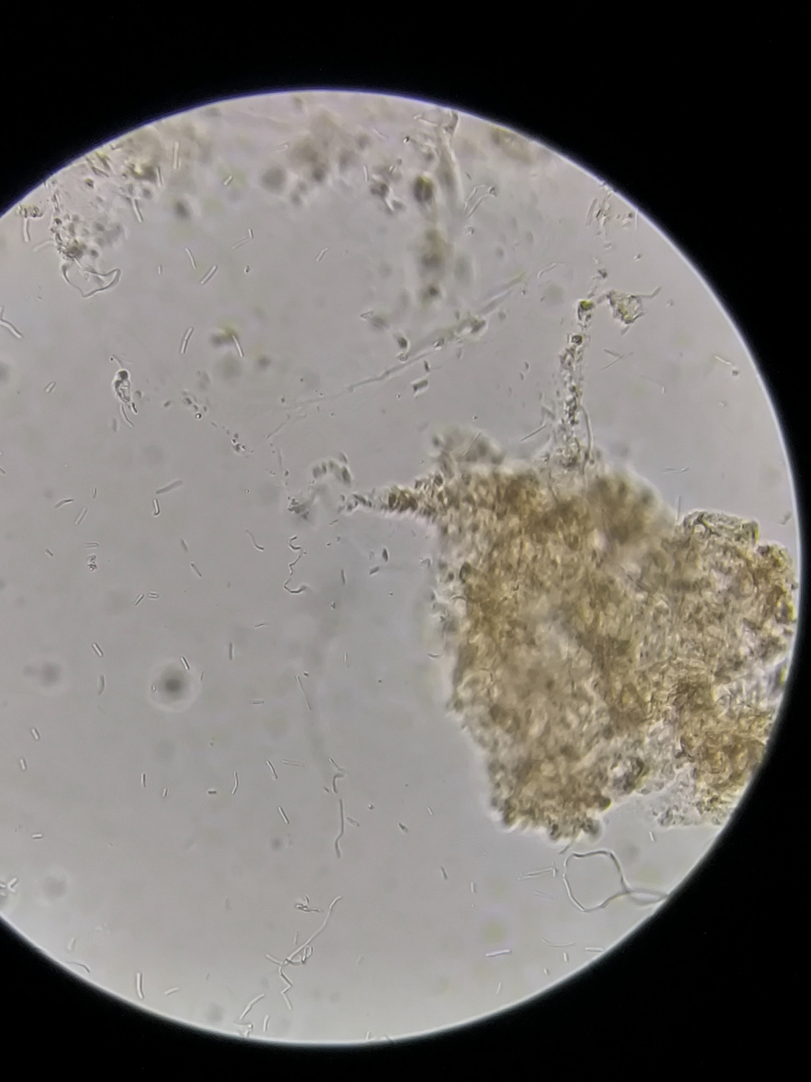 Реутери от BioGaia в томатном соке