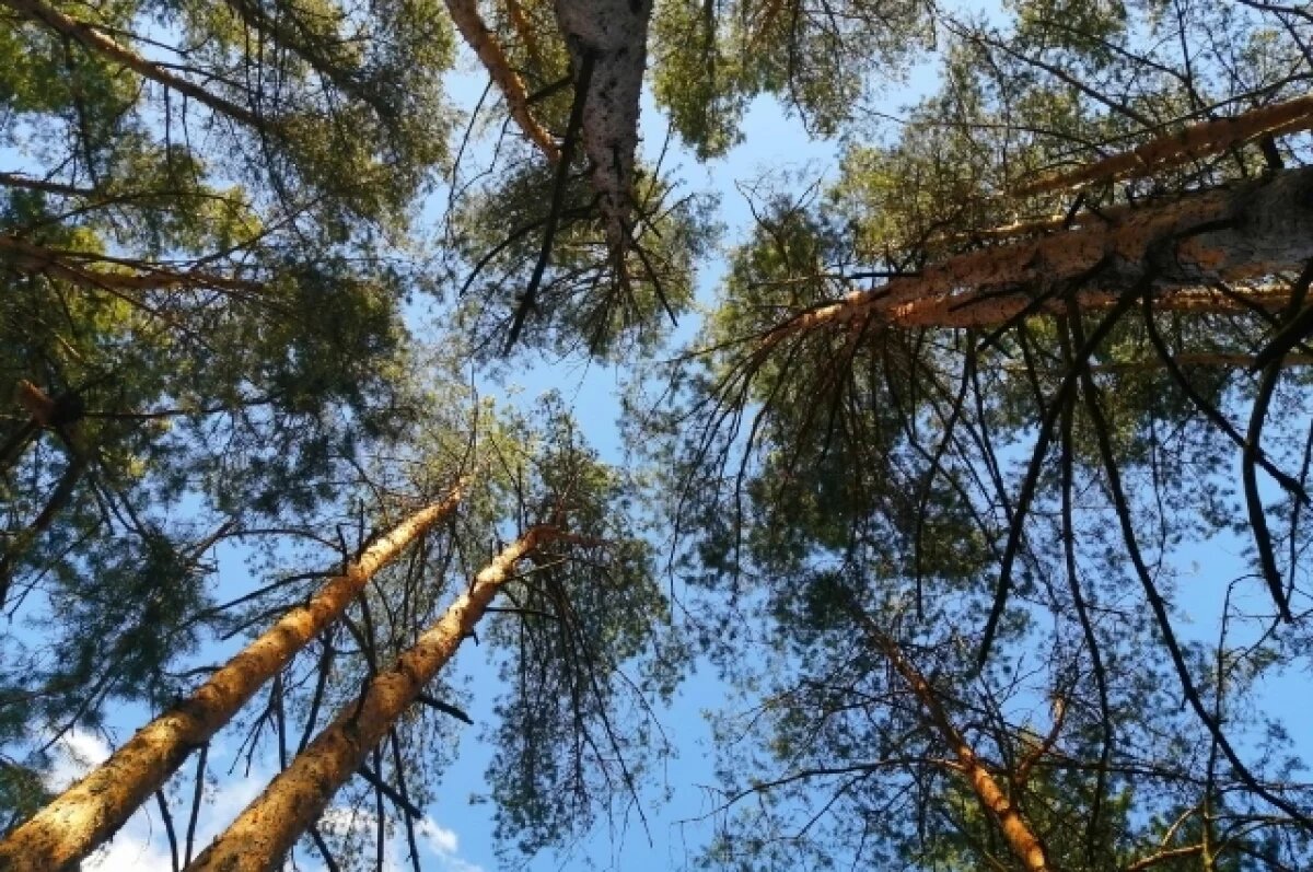    В Тверской области возбуждено дело о незаконной рубке леса на 16 млн рублей