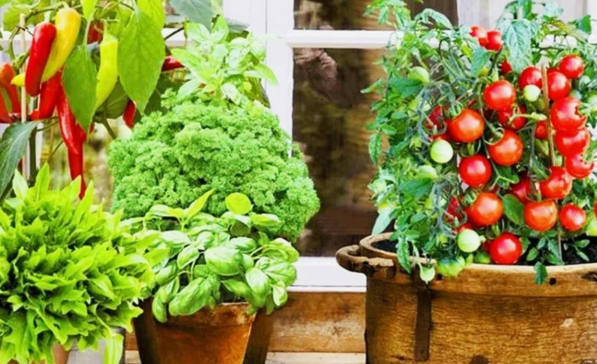 7 растений, которые точно приживутся дома