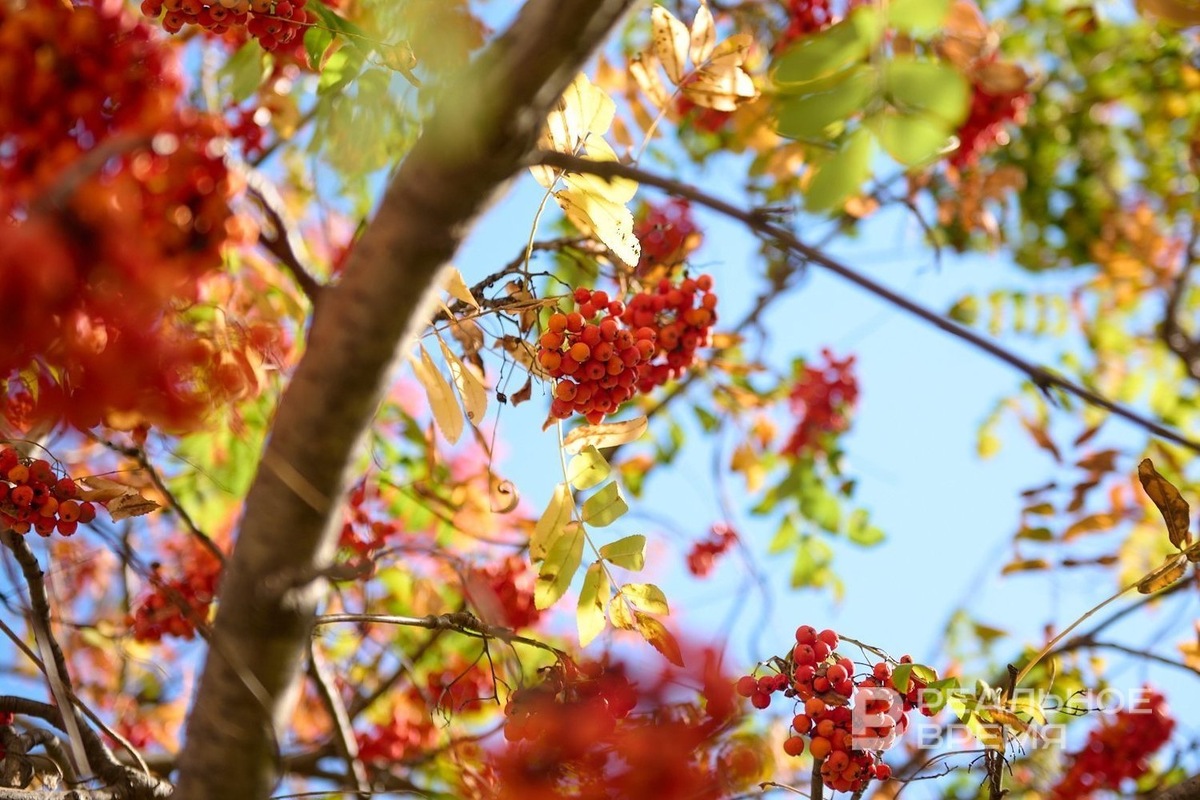   Динар Фатыхов / realnoevremya.ru