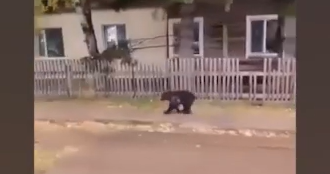     Местные жители сообщают о нашествии медведей в Богучанском округе