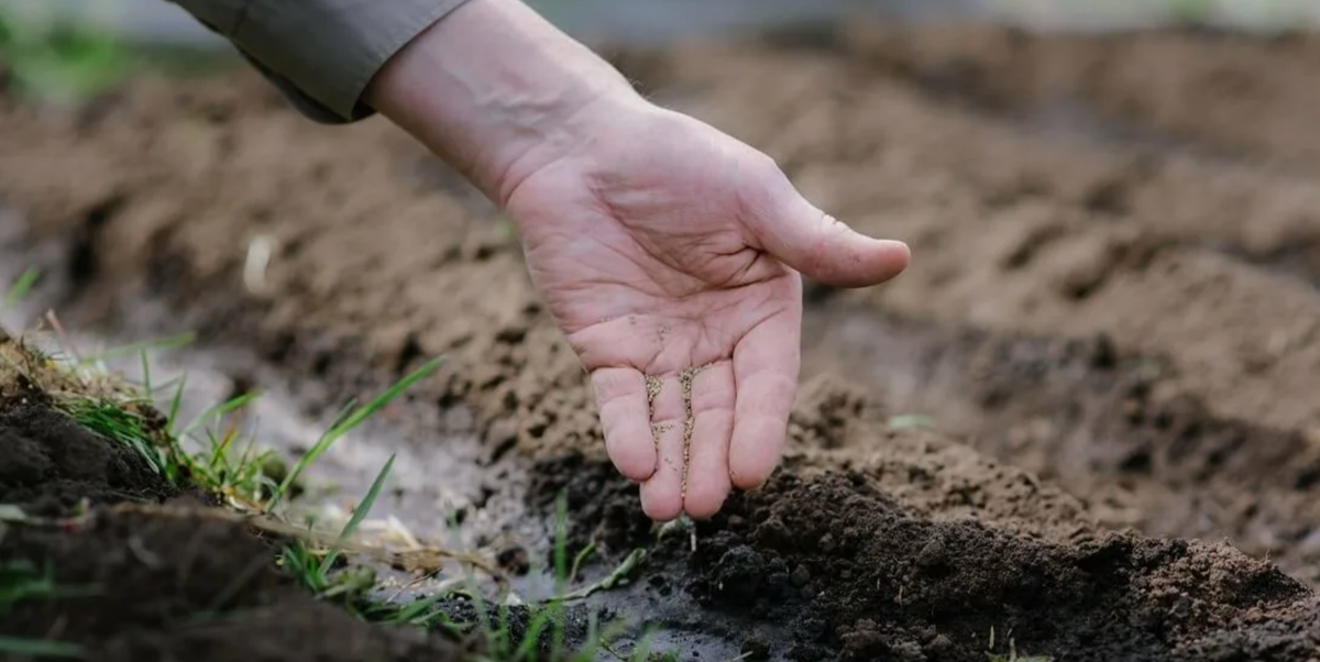 подзимний посев семян