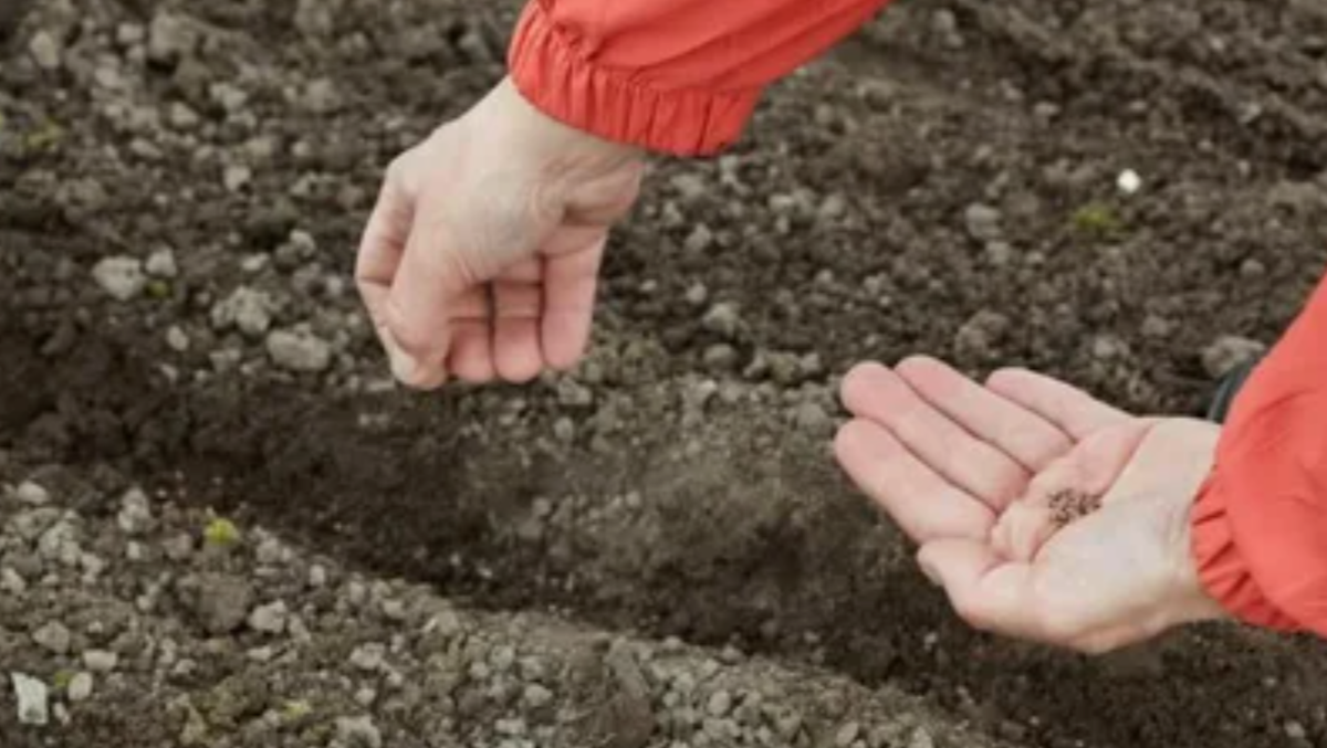 8 культур, которые точно взойдут весной