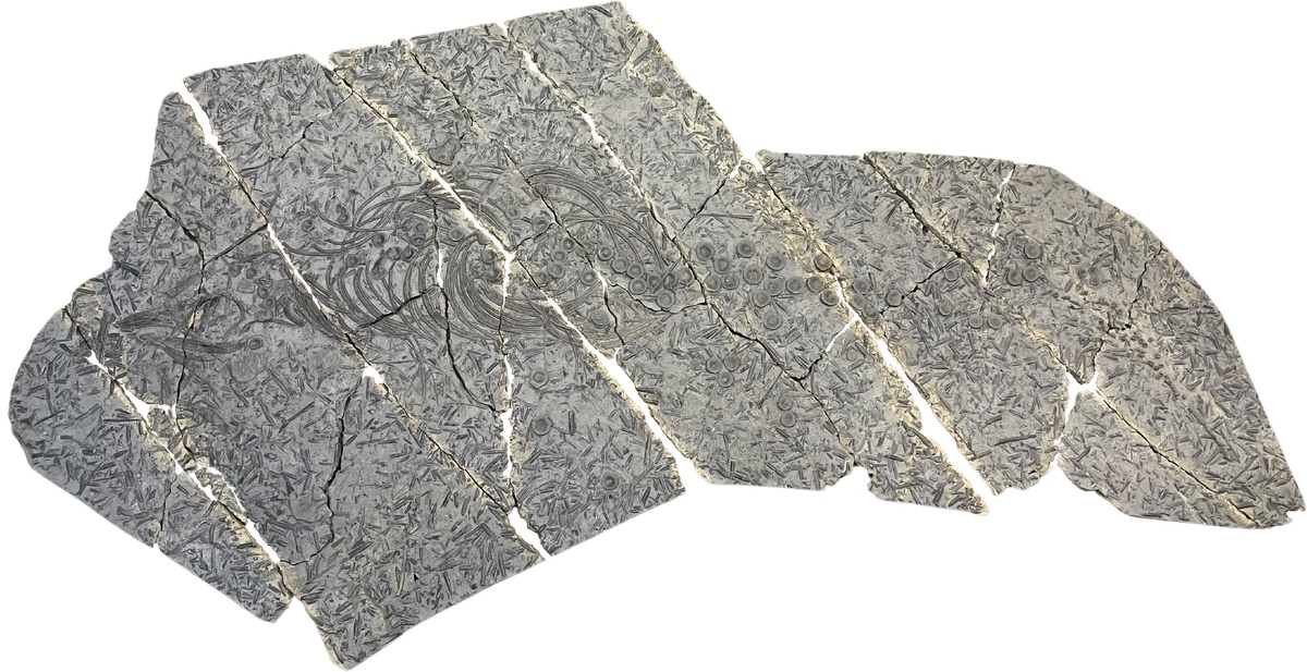 Экземпляр Eurhinosaurus mistelgauensis из Музея доисторической эпохи в Оберфранкене на поле битвы с белемнитами. Длина окаменелой пластины составляет около 4 м.