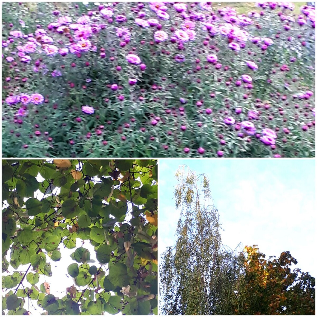 Коллаж автора статьи 02.10.2025г.