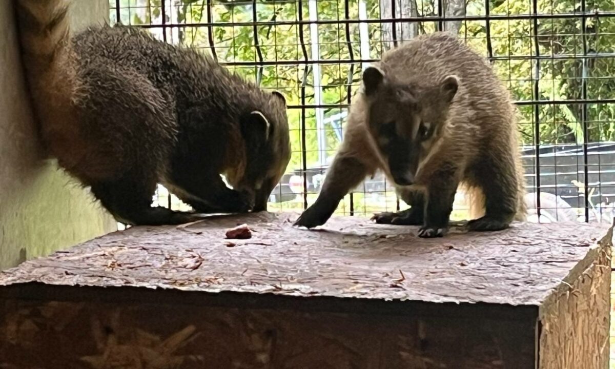    Фото t.me/sochigeograf