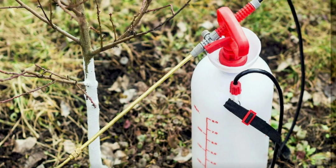 3 обработки в октябре — и ваш сад будет здоров до следующего урожая