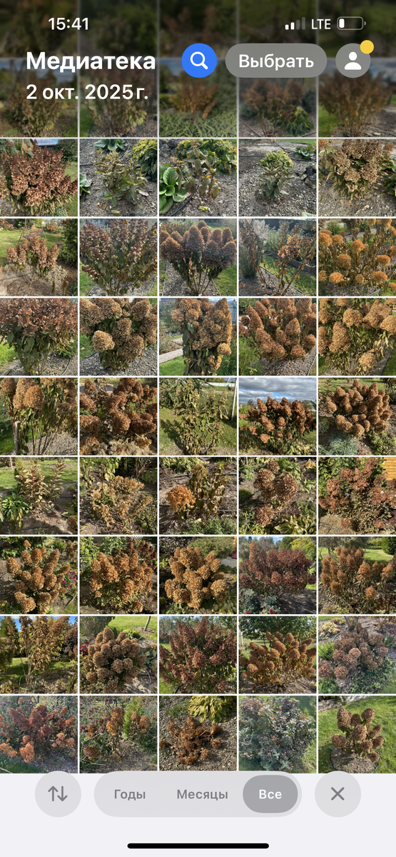 Скриншот фото моих гортензий, встретивших меня после отпуска. Фото Мой второй сад.