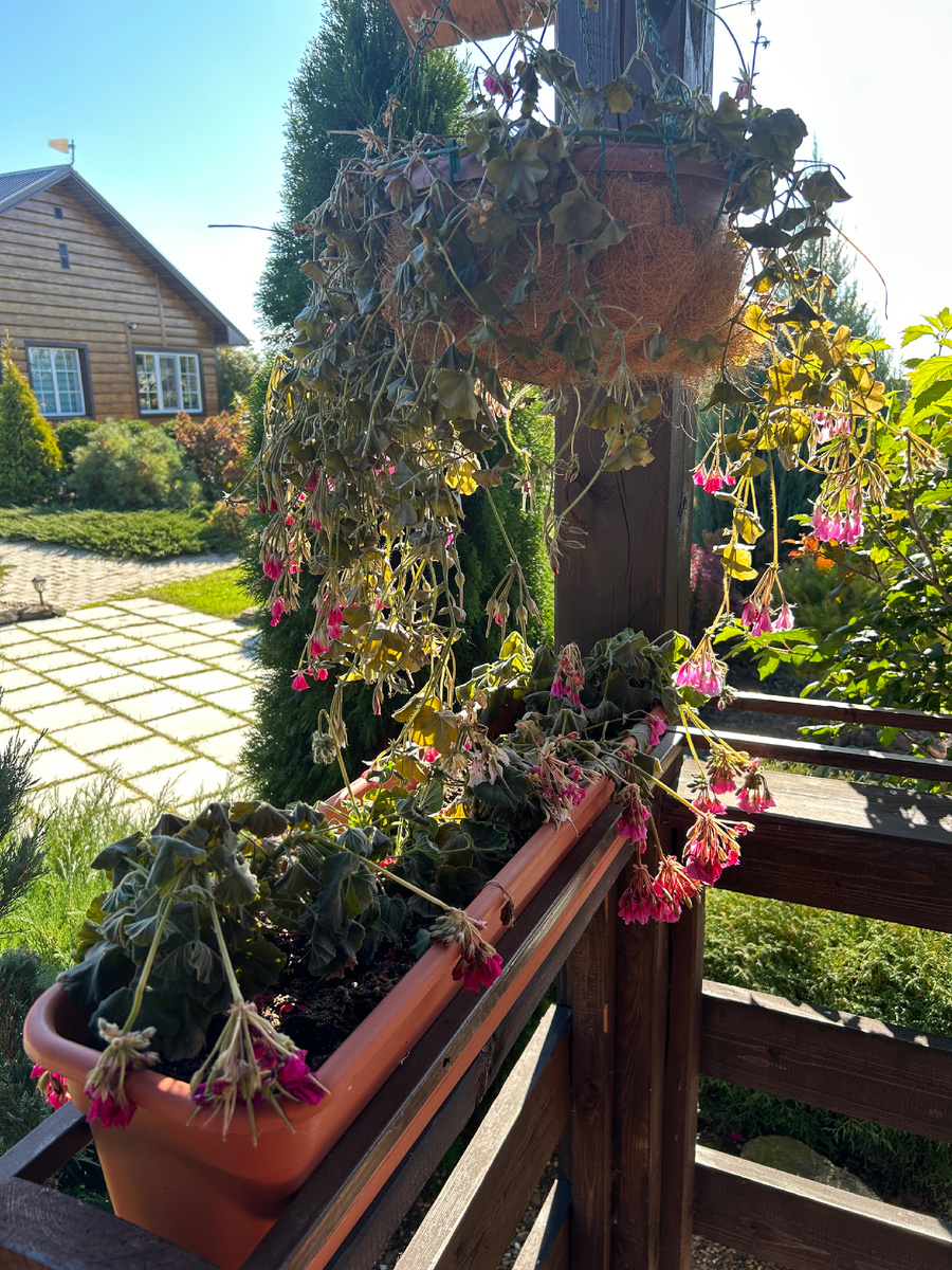 Остатки пеларгоний на терраске бани. Фото Мой второй сад. 