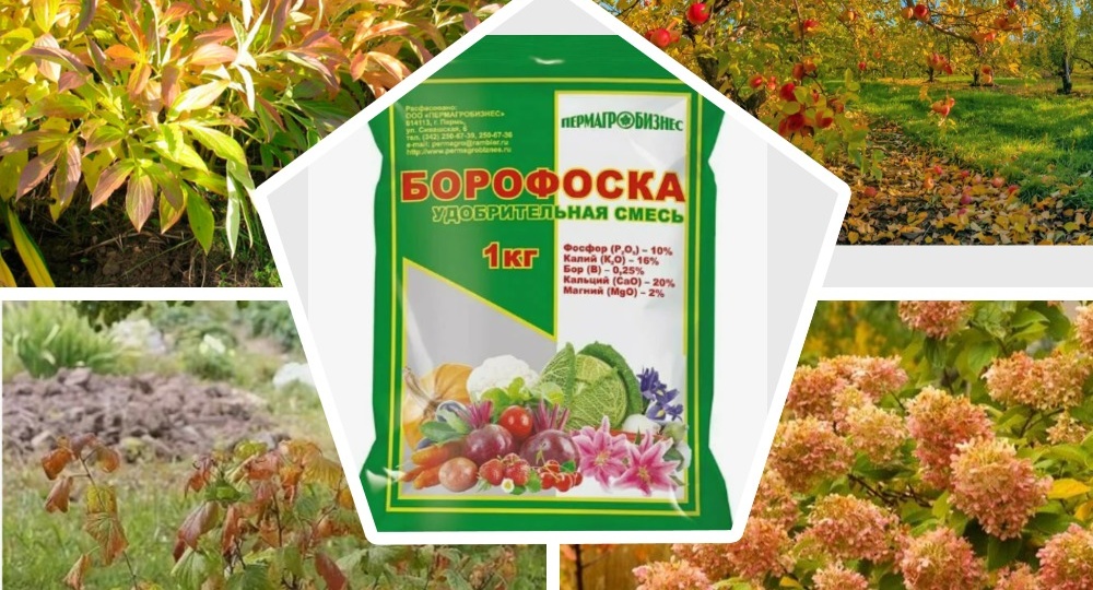 Борофоска — идеальное удобрение для осенней подкормки
