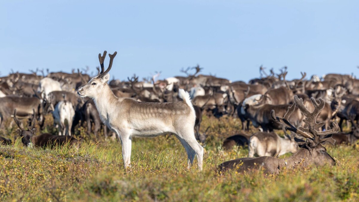    Фото: Александр Чирва / «Ямал-Медиа»