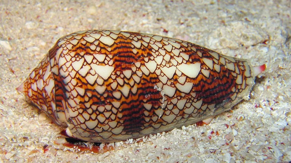 5 самых ядовитых существ на Земле: где живут и почему так опасны