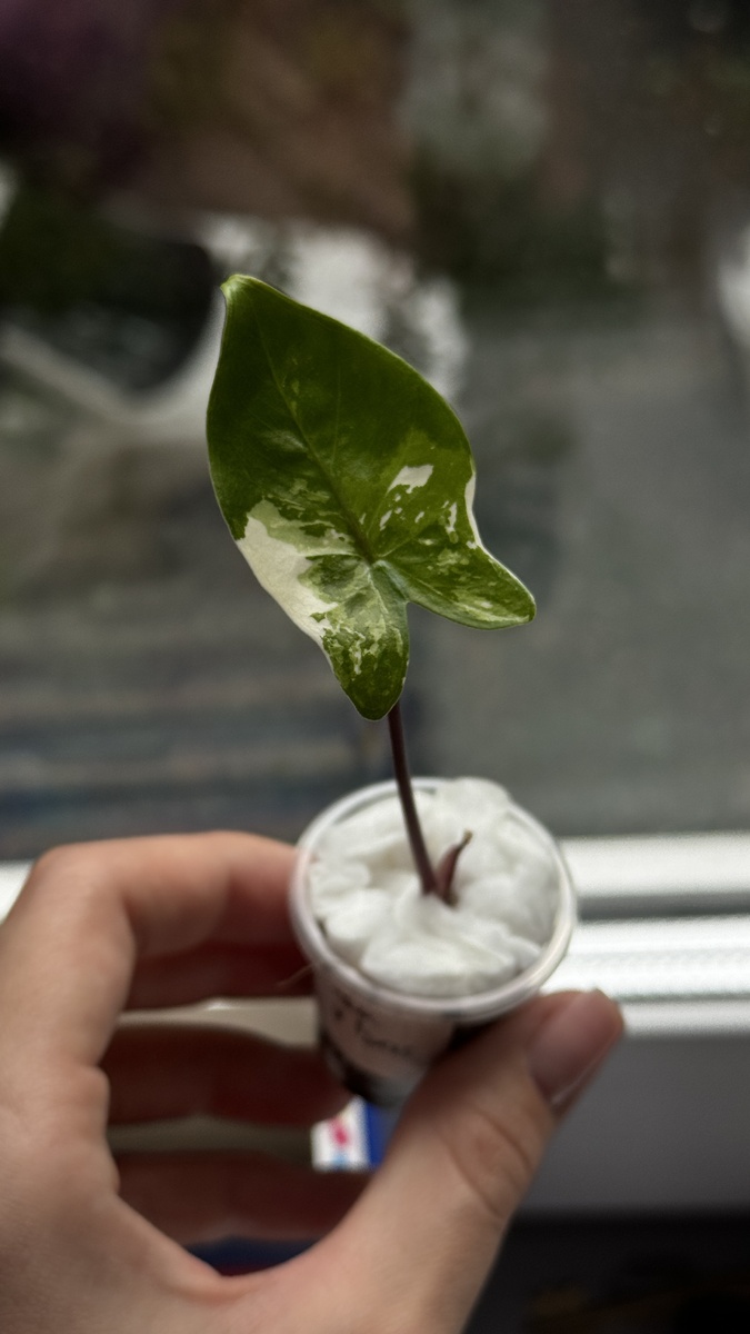 Малышка макрориза Блэк стэм вар