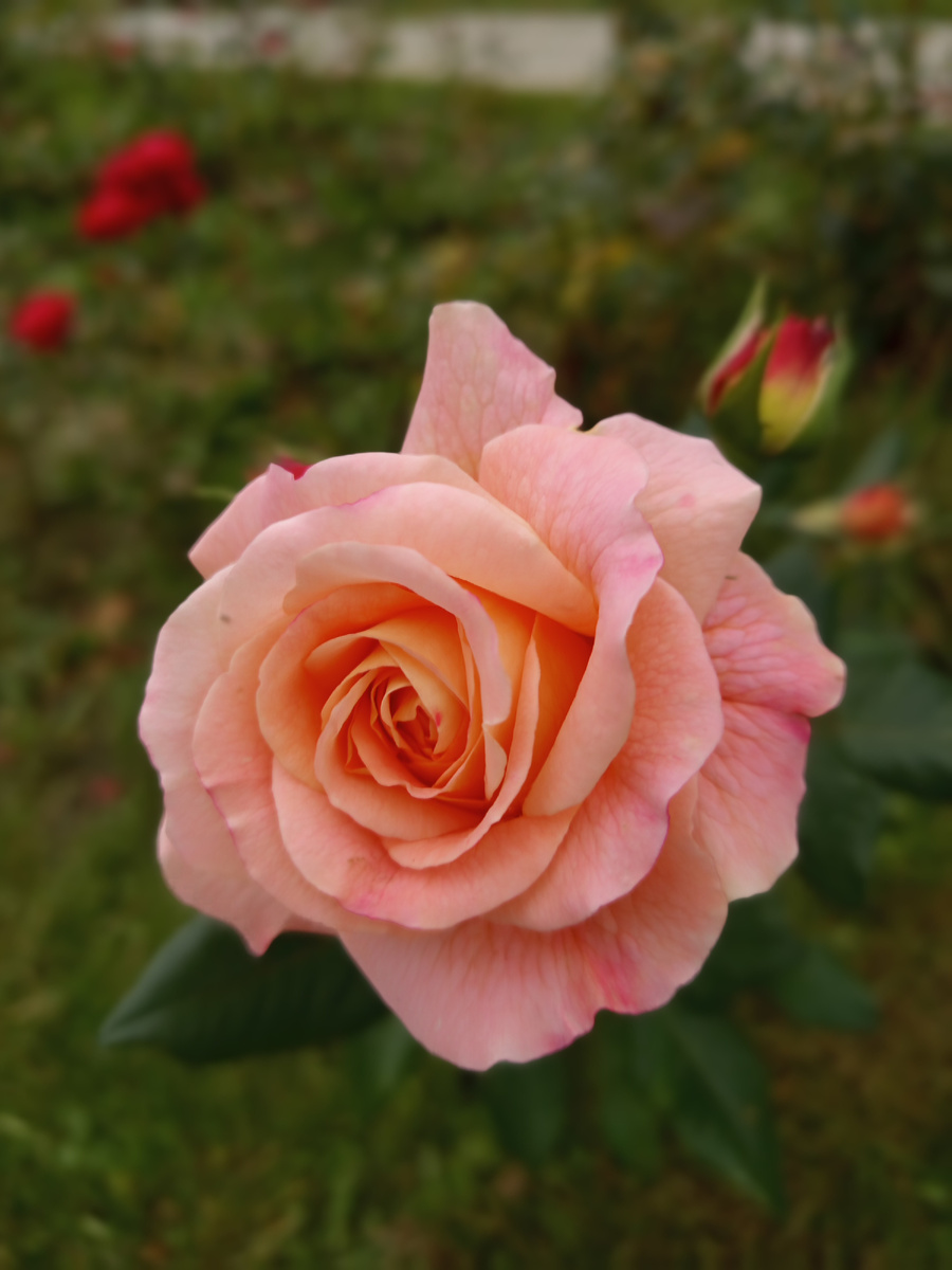 Октябрьская роза. Здесь и дальше фото мои.