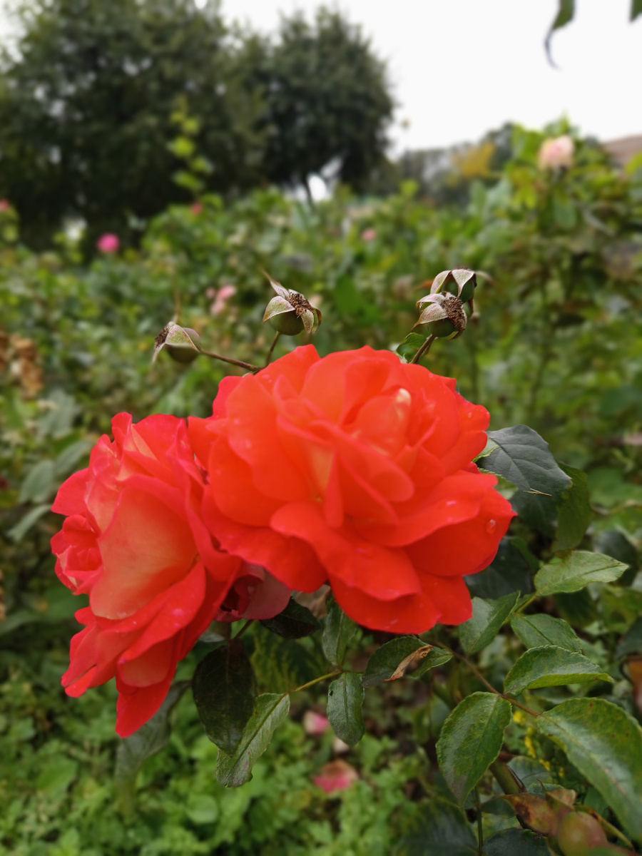 Еще одна красавица с Лафонской улицы