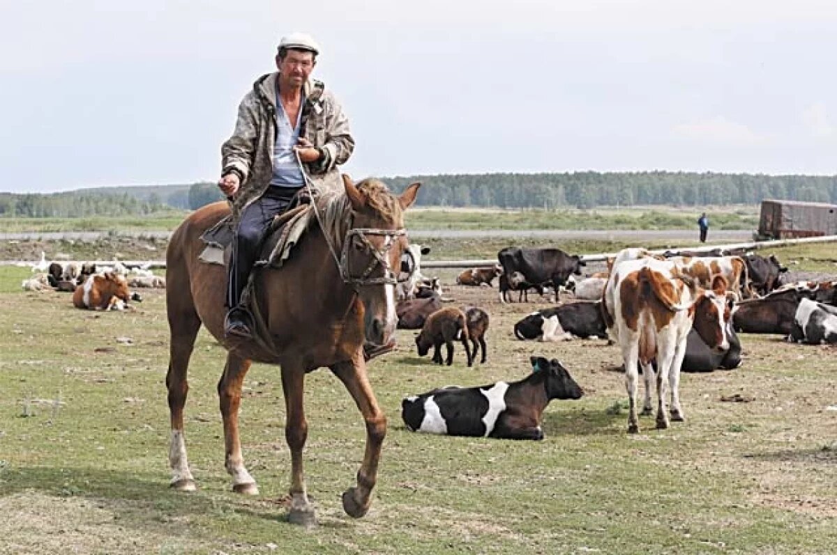    Продуктивность племенной работы повысилась в Новосибирской области