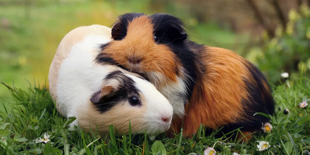 Морская свинка, она не морская и не свинка, но почему?