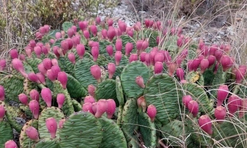    Фото t.me/ng_nov