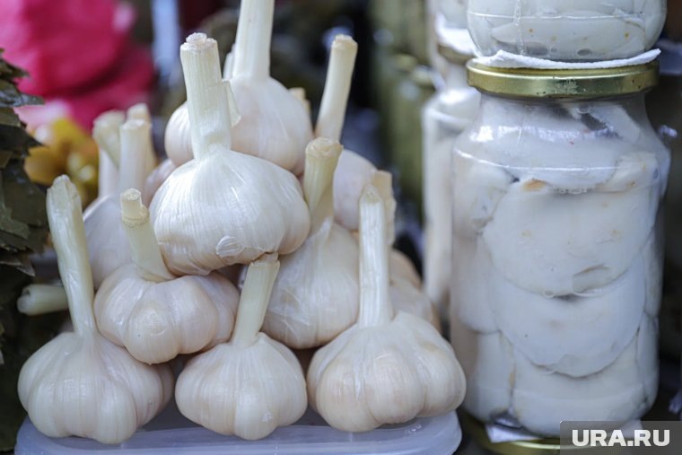 Как сажать чеснок осенью: простые секреты для крупного урожая